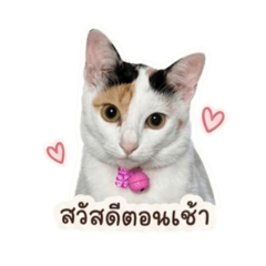 Sushicatcute