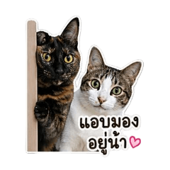 Salmon & Brownie Cats