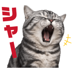Tsundere Queen MIA Cat Stickers&nbsp; &nbsp;2