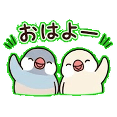 Pastel Java Sparrow Brothers