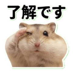 Round Hamster Chat