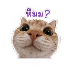 thanakit_20260428114555