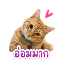 Aoom_20260428114736
