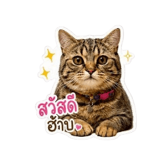 Hello, this is Hachi.