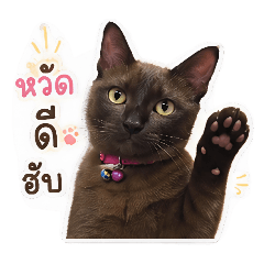 Brown cattt