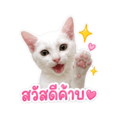 Mai eiei_20260501233807