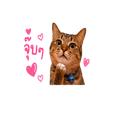 Lucky Dizzy Meow