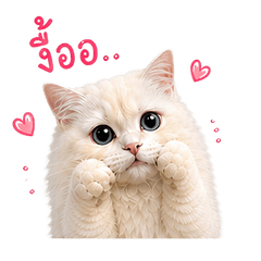 Honey the Sweet Cat