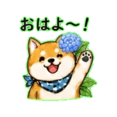 Shiba Inu 3 | Everyday Chat Stickers