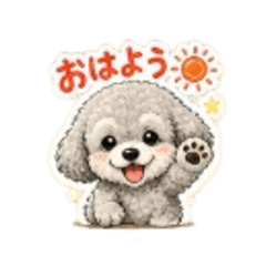 Toy-Poodle Daily Life