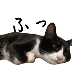 Cat penguin_20260502170348