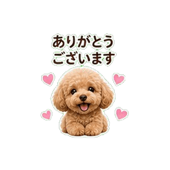 Toy Poodle Chat