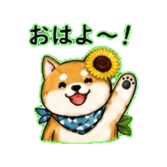 Shiba Inu 4 | Everyday Chat Stickers