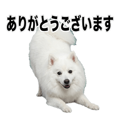 日本狐狸犬 問候貼圖 - AG