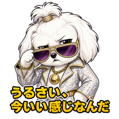 Rebel Maltese Disco Vibes