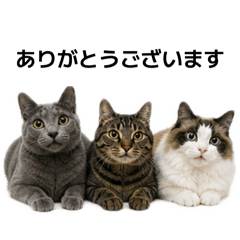 Cat House_20260502182857