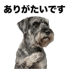巨型雪納瑞犬 禮貌用語貼圖 - AG