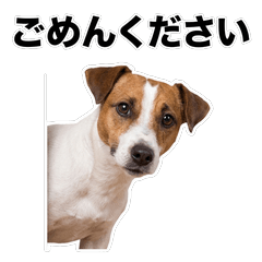 傑克羅素㹴犬 禮貌用語貼圖 - AG