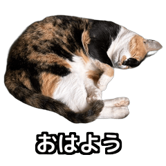 Nyanko My Calico Cat