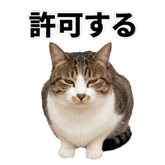 棕虎斑白貓 鹽系貼圖 - AG
