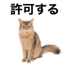 淺棕索馬利貓 鹽系貼圖 - AG