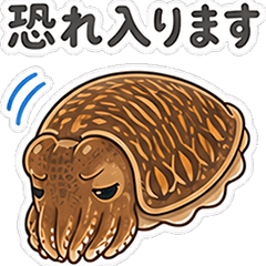 honorific Cuttlefish