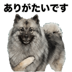 荷蘭毛獅犬 禮貌用語貼圖 - AG