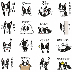 Pierre the Boston Terrier 2