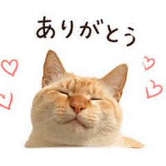 Mokichi & Musashi - Daily Greeting Cats