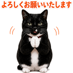 A sticker of a tuxedo cat-Office Edition
