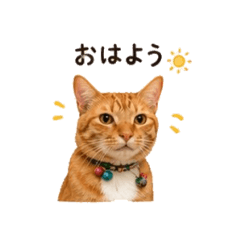 Yukichi the cat
