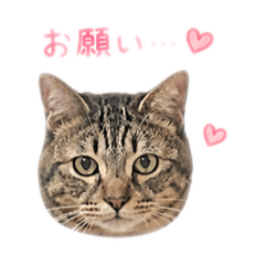 pecco_20260503024215
