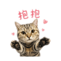 美短奶茶的日常