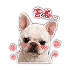 麥麥是隻法鬥