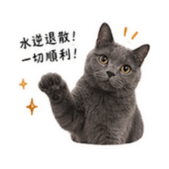 占星貓咪