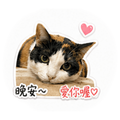 小花貓皮蛋的撒嬌日常