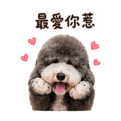 熊寶 貴賓