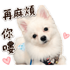 萌萌博美2