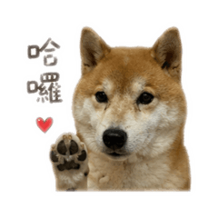 噗噗～