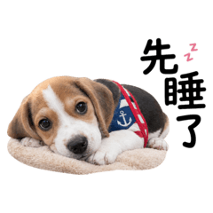 嚕寶～米格魯