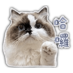 短腿一家的生活
