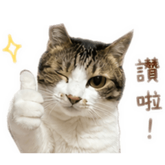 阿喵來囉～喵