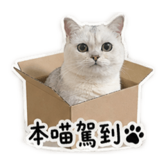 小66喵