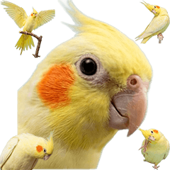 BIG! 玄鳳鸚鵡 (Lutino) 真人表演