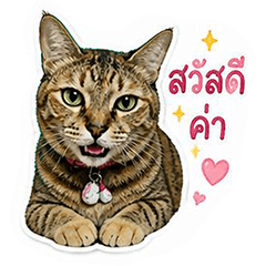 Angie Silly Cat