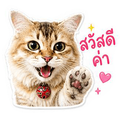 Bianca The Cat
