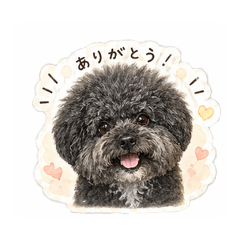 Urs the Fluffy Black Dog: Caring Days