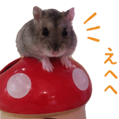 Hamuccho and Hamuta's daily life