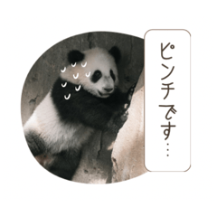 Panda358