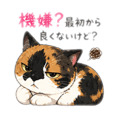 不高兴猫咪Yukichi